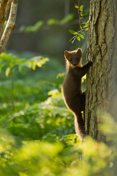 Pine marten (c) Mark Hamblin, 2020VISION