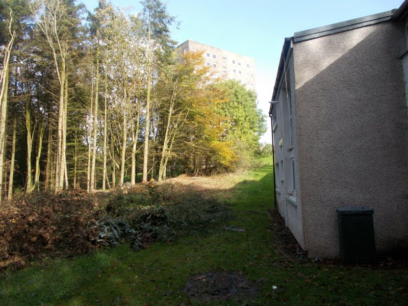 Tree next to homes