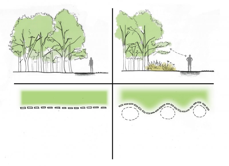 Woodland edge diagram