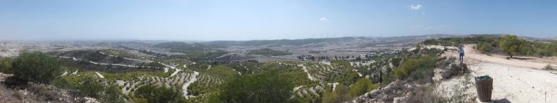 Aforestation on the Cypriot plains