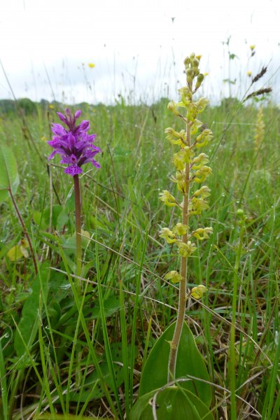 A double bill of Northern Marsh Orchid and Twayblade in June.