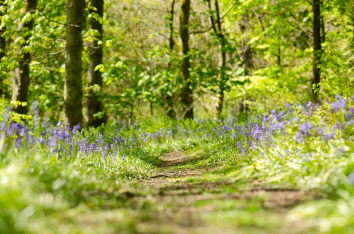 Cumbernauld Glen - Image Katrina Martin