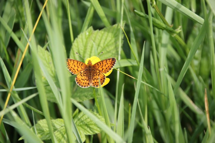 Small pearl bordered fritillary at St Maurice's Pond