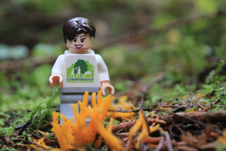 Yellow Stagshorn - Calocera viscosa, image Tracy Lambert