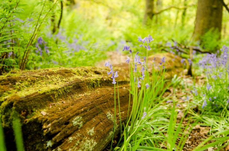 Cumbernauld Glen Bluebells c Katrina Martin