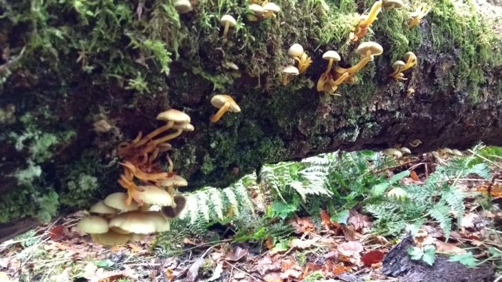 Sulphur tuft, Hypholoma fasciculare - image Tracy Lambert