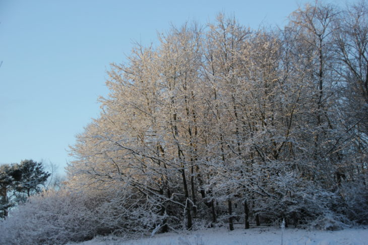 Winter woodland - Image Tracy Lambert