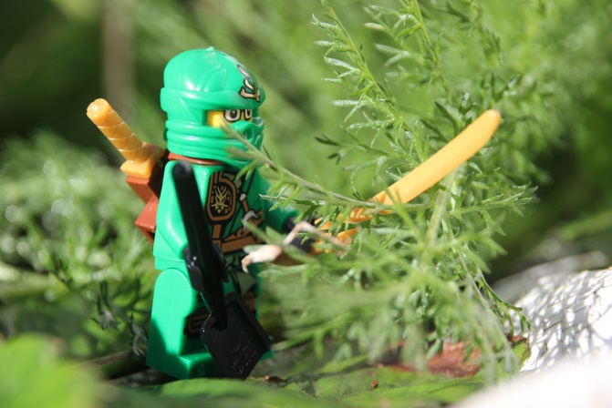 Nature ninja - Image Tracy Lambert