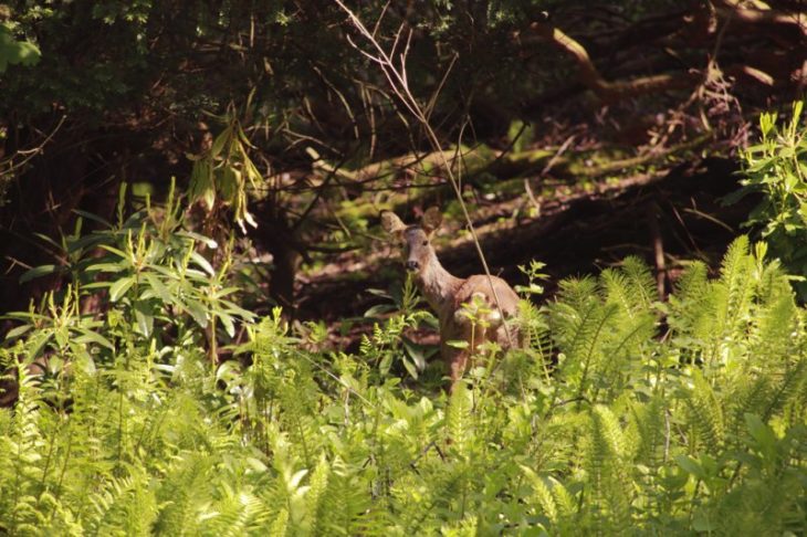 Roe Deer small