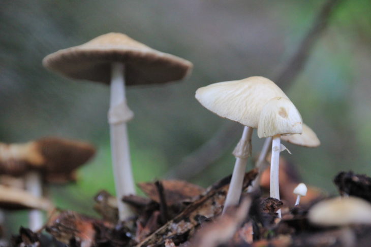 Fungi on woodland floor