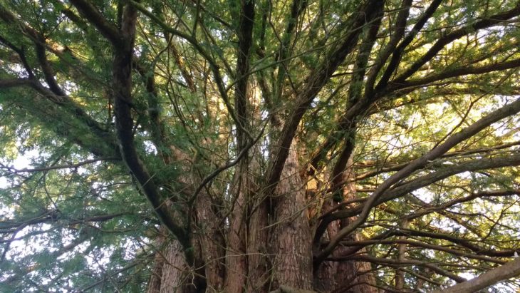 Yew Tree in Cumbernauld Glen © Paul Barclay