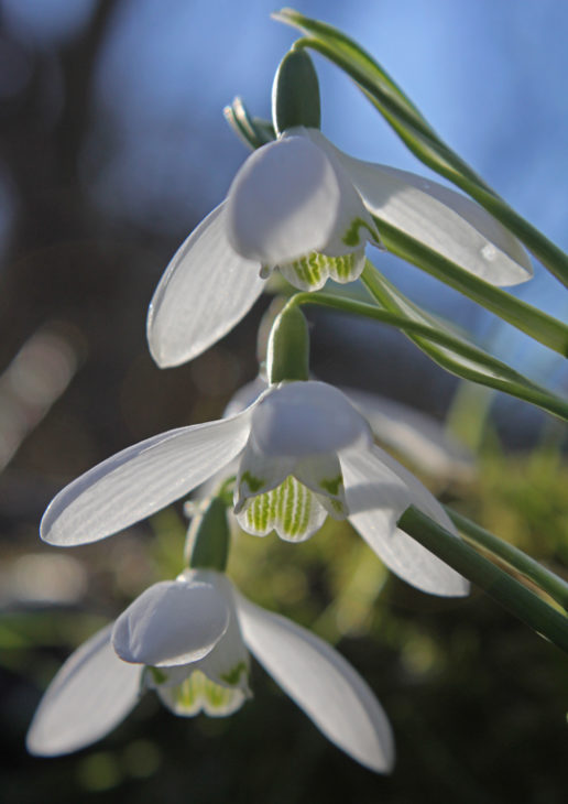 Snowdrops Image Paul Barclay