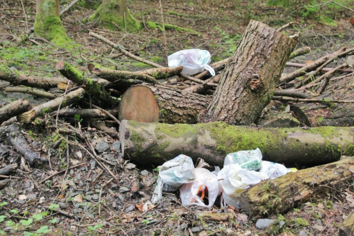 Litter in the woodland - Image Tracy Lambert