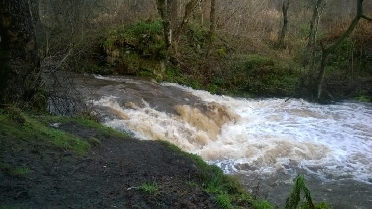 Luggiebank Wood - Image Tracy Lambert