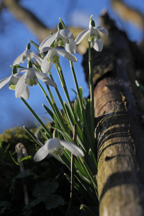 snowdrops