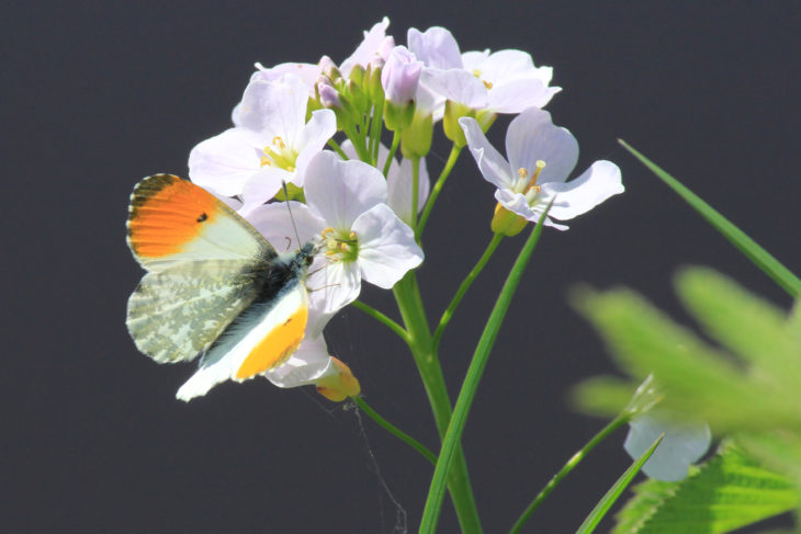 Orange tip butterfly resting on pink-white flowers