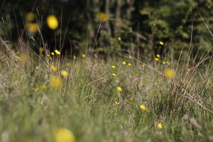 Meadow of wildflowers © Paul Barclay 