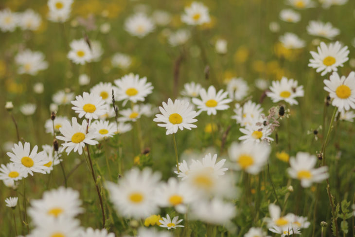 Ox-eye daisies © Paul Barclay 