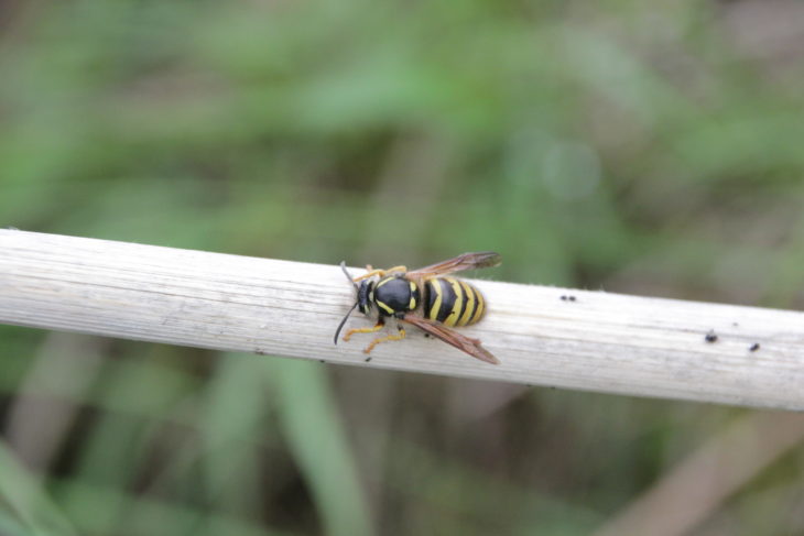 Wasp at Mosswater LNR - Image Tracy Lambert