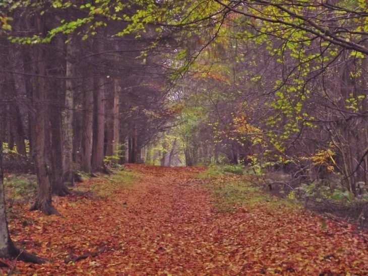 Seafar Woods Wildlife Reserve image Tracy Lambert