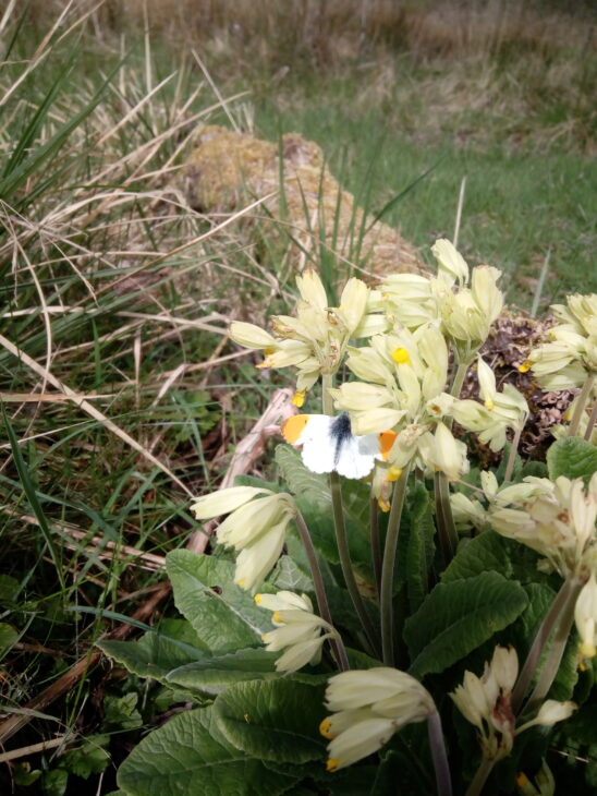 Male orange-tip butterfly on cowslip © Claire Bailly