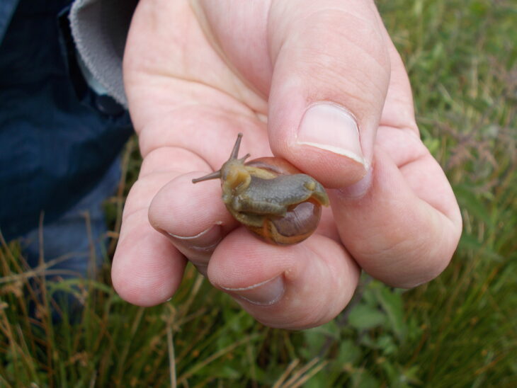 Hand holding a snail