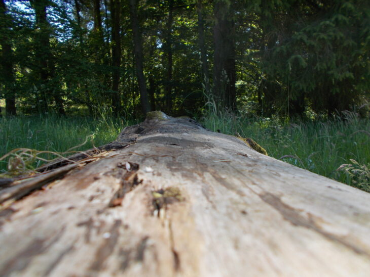 Photo taken along the length of a fallen tree trunk