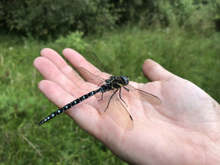 hawker dragonfly