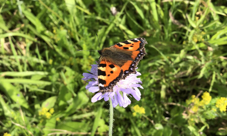 small tortoiseshell butterfly