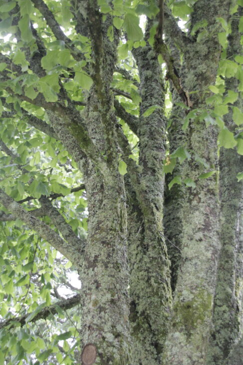 Green leafy tree covered in moss and lichen