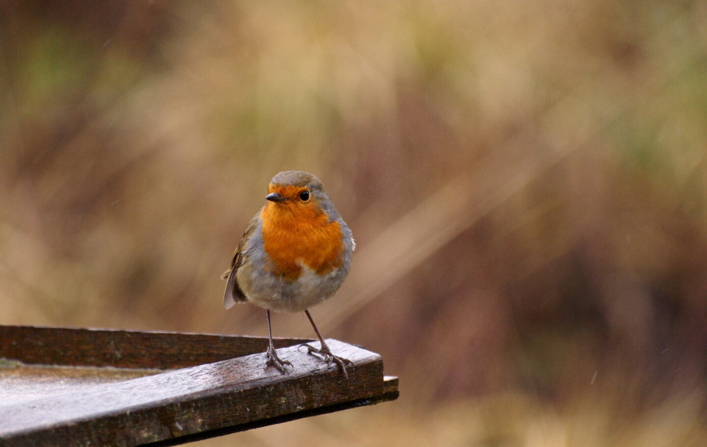 Robin standing on edge of bird table