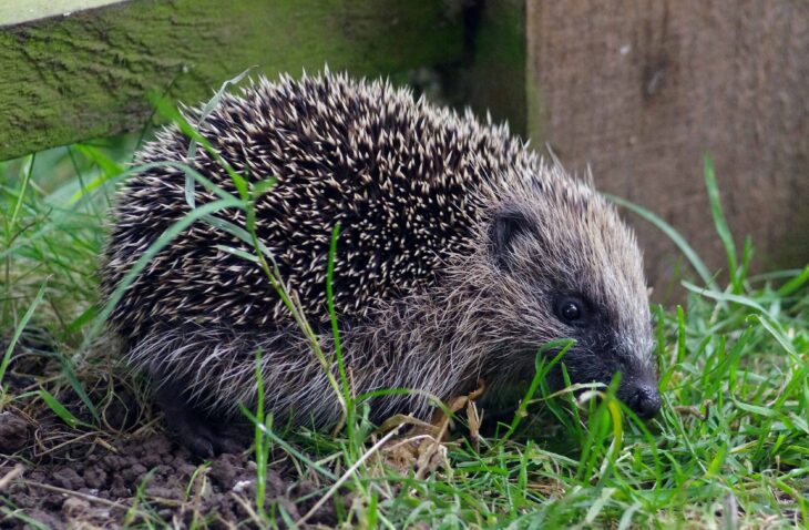 Image of baby hedgehog