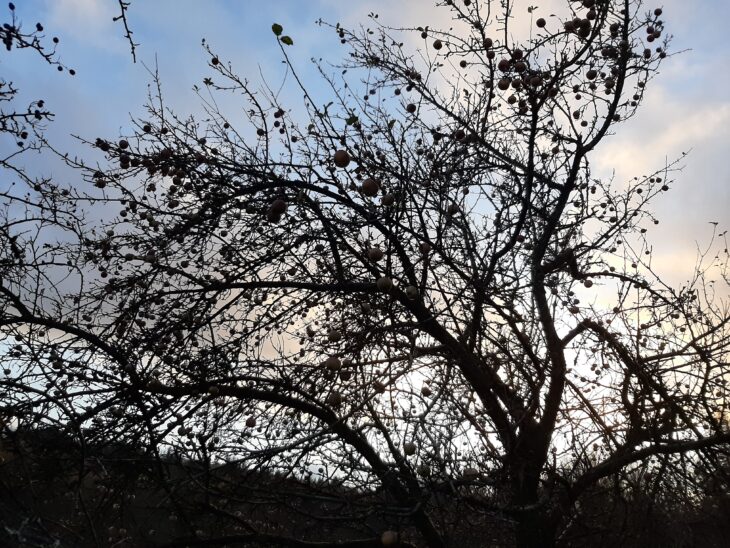 Orchard tree
