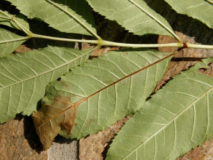 Ash leaves showing ash dieback