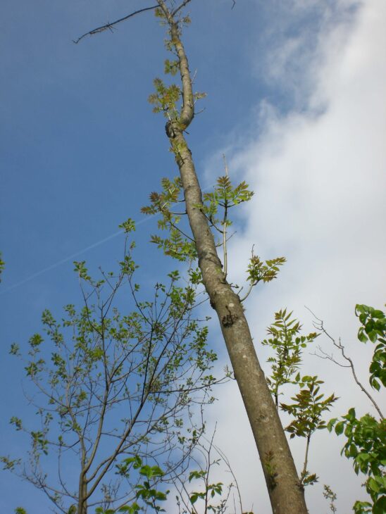 Ash tree with ash dieback