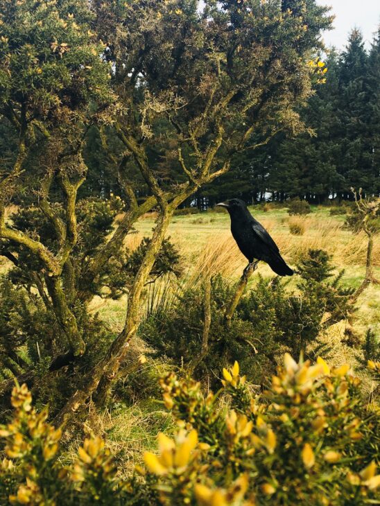 Crow on gorse bush