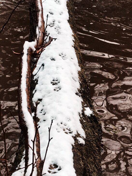 fox tracks in snow