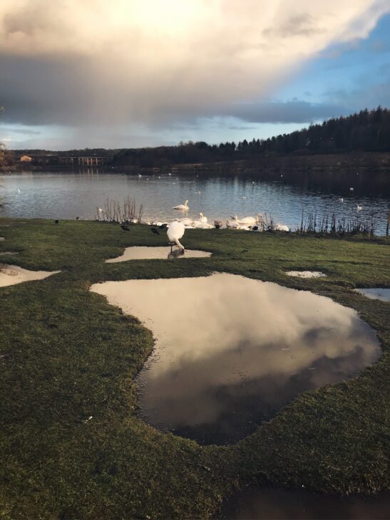 swans on loch