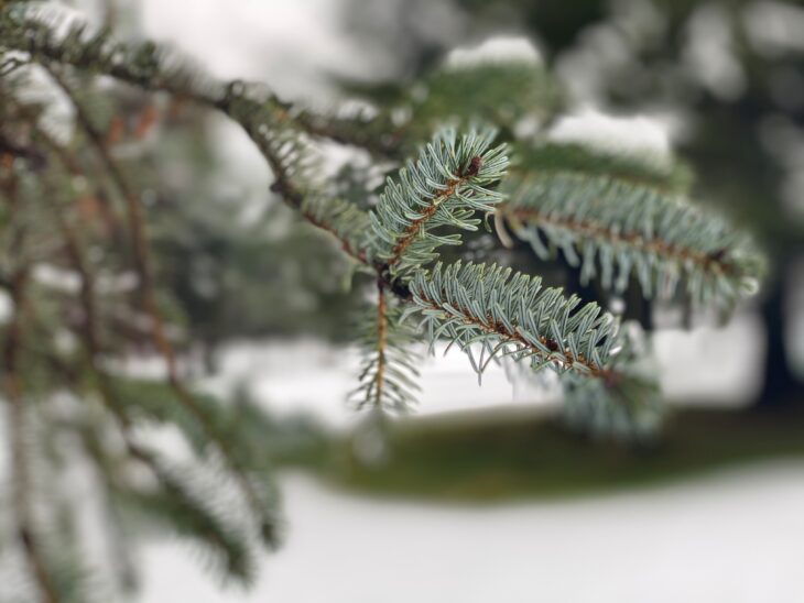 Spruce tree branch