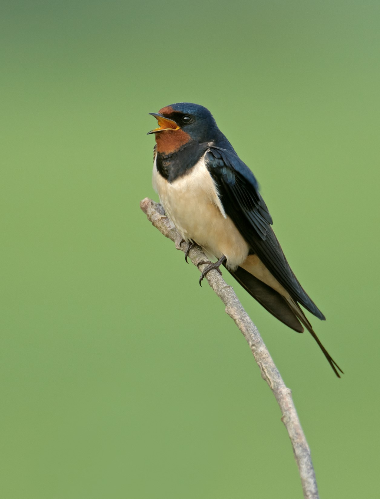 One swallow does not a summer make..... - Cumbernauld Living Landscape